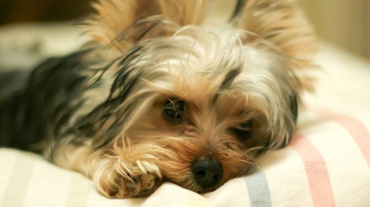 《犬の種類》ヨーキーと呼ばれ「動く宝石」で人気犬種「ヨークシャーテリア」（Yorkshire Terrier）