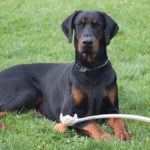 《犬の種類》ドイツ生まれの“犬のサラブレッド”「ドーベルマン」（Doberman）