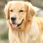 【かわいい犬の動画】ごちそうをキャッチできない不器用なゴールデン・レトリバー