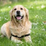 《犬の種類》盲導犬で活躍する事で有名な垂れた耳の大型犬「ラブラドールレトリバー」（Labrador Retriever）
