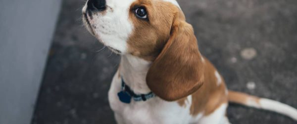 《犬の種類》“スヌーピー”のモデル犬で有名な「ビーグル」（Beagle）