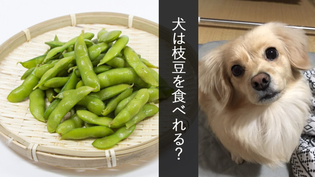 《犬が食べても大丈夫？》犬に枝豆（えだまめ）を与える事について調べました