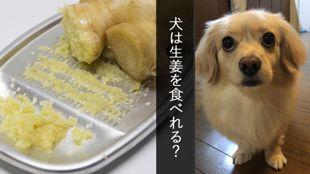 《犬が食べても大丈夫？》犬に生姜（しょうが）を与える事について調べました