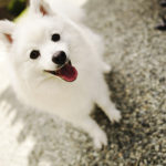 《犬の種類》メイドインジャパンの希少犬種「日本スピッツ」（japanese_spitz）