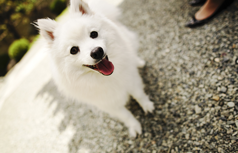 《犬の種類》メイドインジャパンの希少犬種「日本スピッツ」（japanese_spitz）