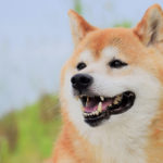 《犬の種類》常に一定の人気を誇る日本の犬種「柴犬」（Shiba Inu）