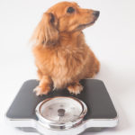 愛犬の肥満とダイエット実践について（ダイエットその②）