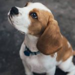 《犬の種類》“スヌーピー”のモデル犬で有名な「ビーグル」（Beagle）