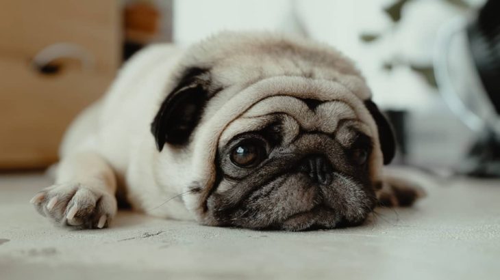 《犬の種類》しわしわの顔で独特な可愛さを持つ犬「パグ」（Pug）