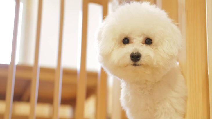 《犬の種類》“アフロ犬”のモデルになった純白のモフモフ犬「ビションフリーゼ」（Bichon Frise）