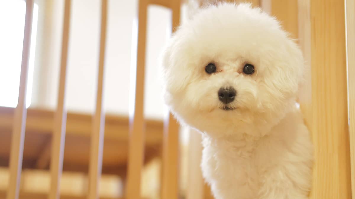 犬の種類 アフロ犬 のモデルになった純白のモフモフ犬 ビションフリーゼ Bichon Frise 犬wiki 犬うぃき ー愛犬に関するいろいろな情報を掲載ー