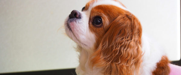 《犬の種類》「理想的な家庭犬」として知られる初心者にも飼いやすい「キャバリア」（Cavalier King Charles Spaniel）