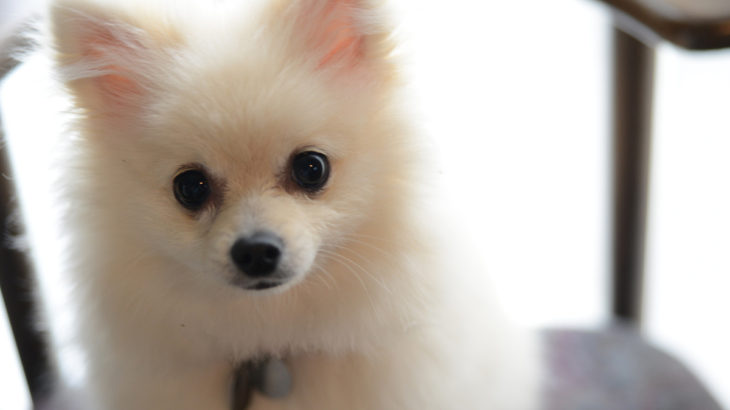 《犬の種類》ぬいぐるみのような愛くるしさ「ポメラニアン」（Pomeranian）